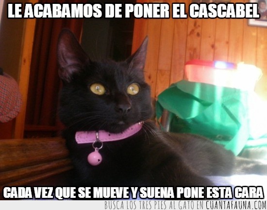 sonido,impactada,gato,cascabel,collar,rosa